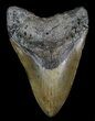 Bargain, Megalodon Tooth - North Carolina #36255-2